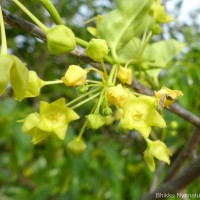 Vincetoxicum indicum (Burm.f.) Mabb.